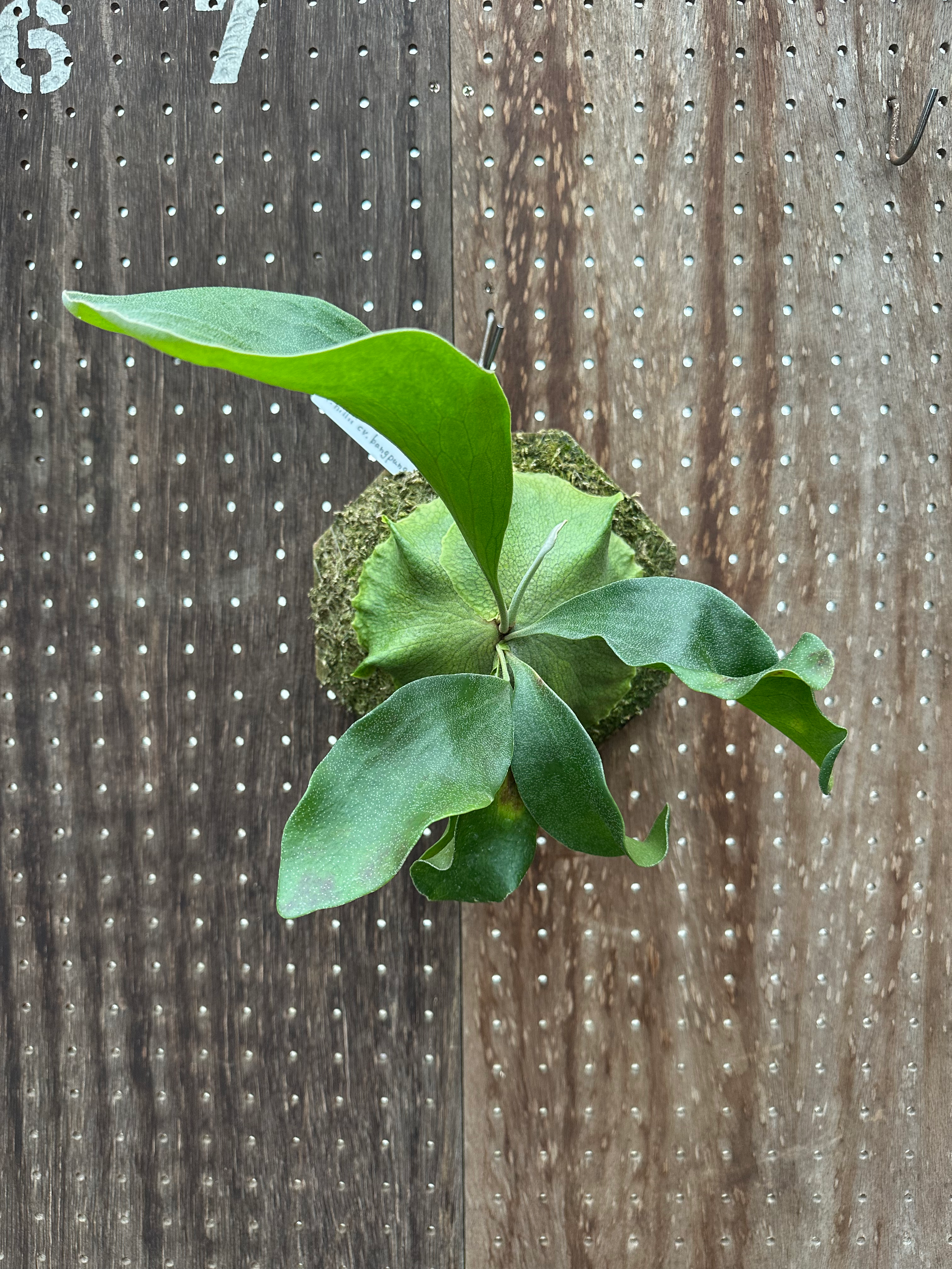 P.hillii'Bangpung' sporeling