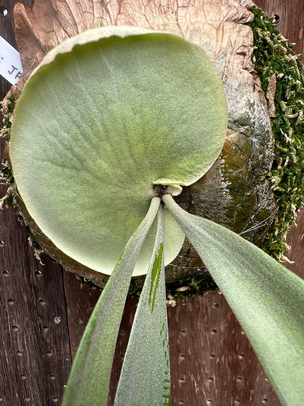 サムネイル： P.willnckii 'JR' ②