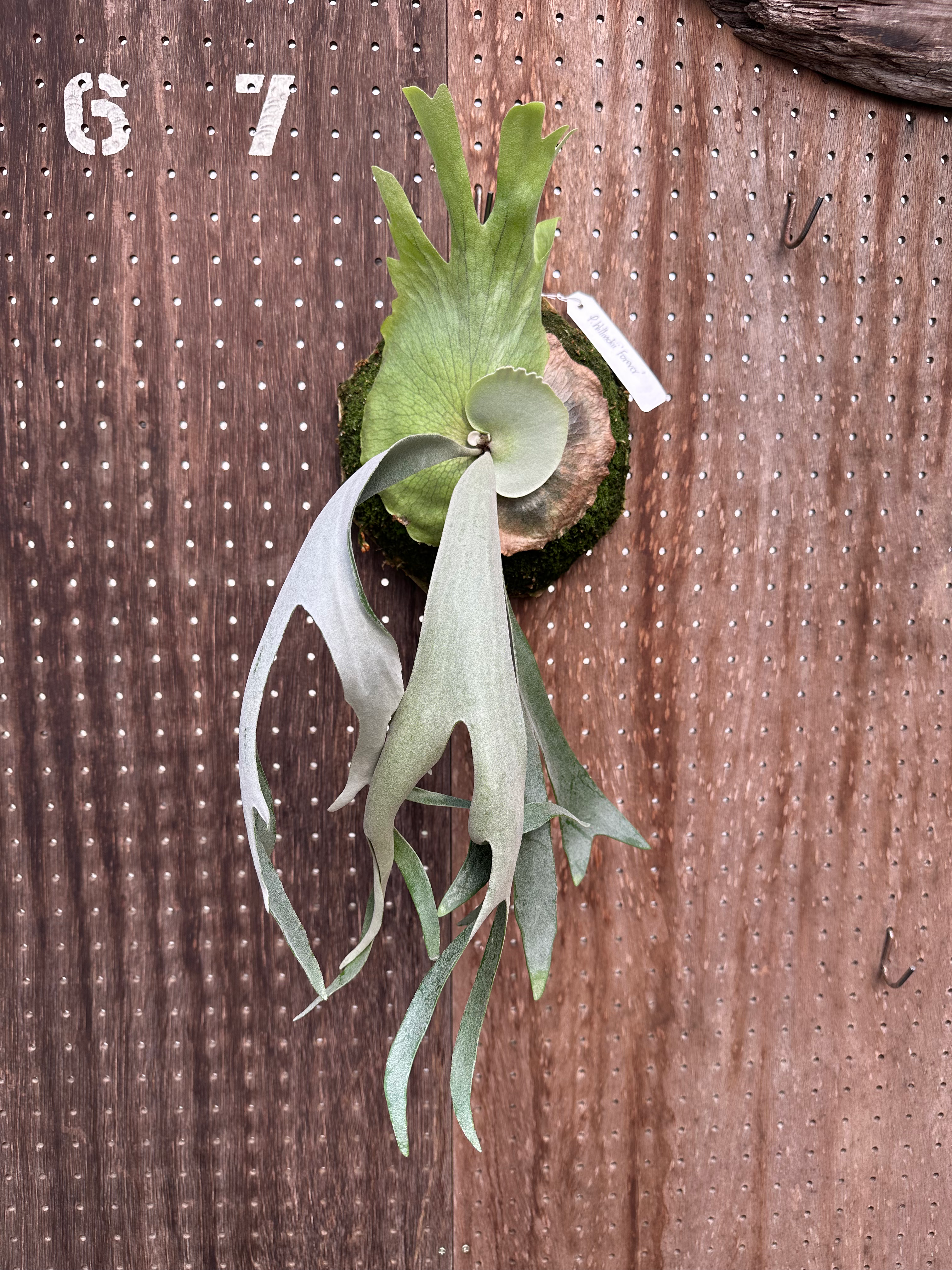 P.willnckii 'Forever'①