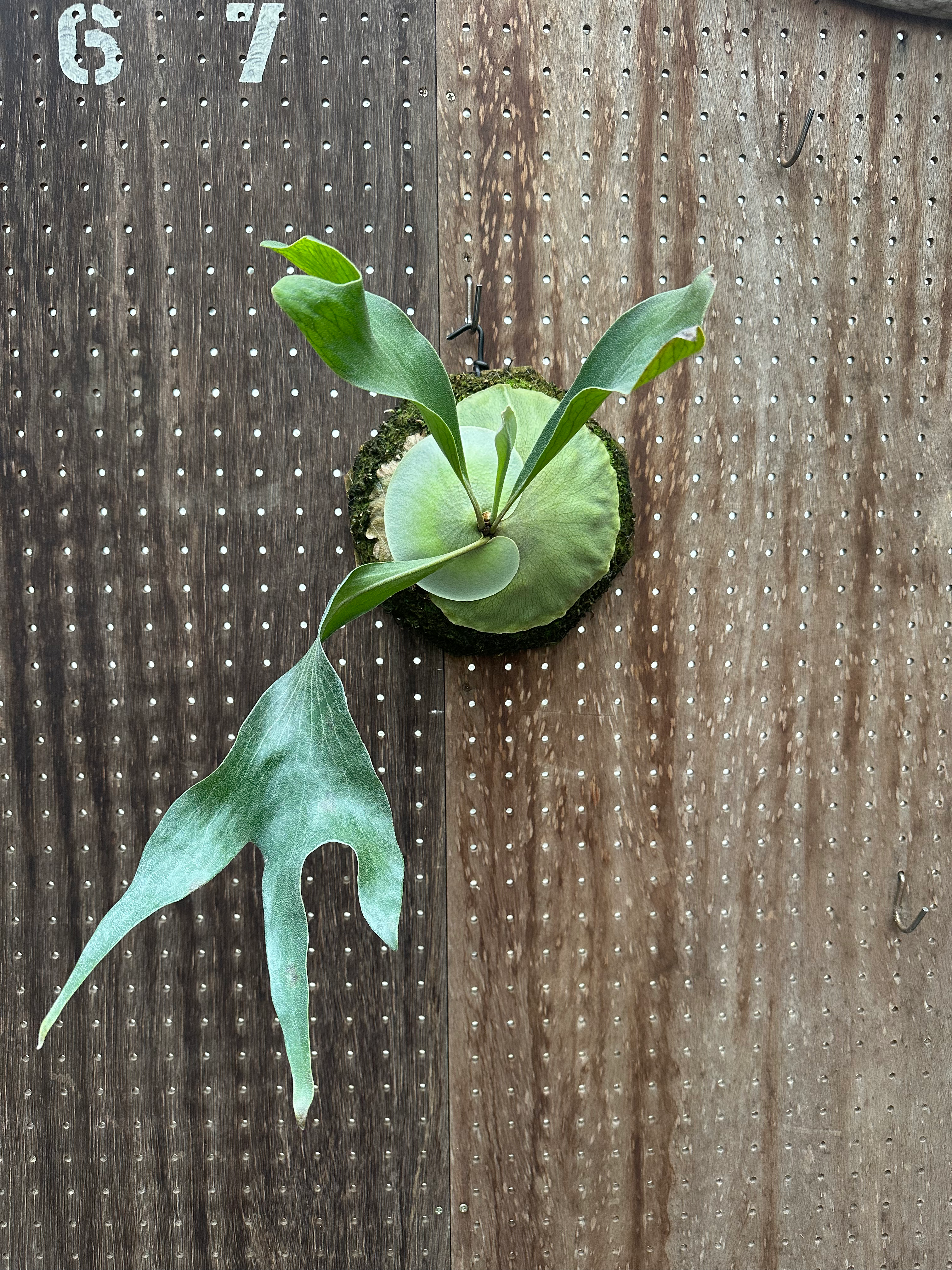 P.hillii'Boon ruang'