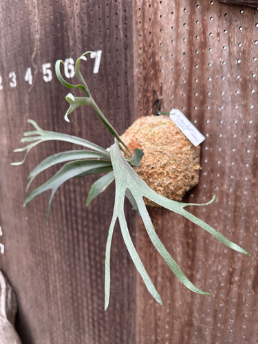 P.willnckii'Moonlight' sporeling PN thin form select | groote plantage