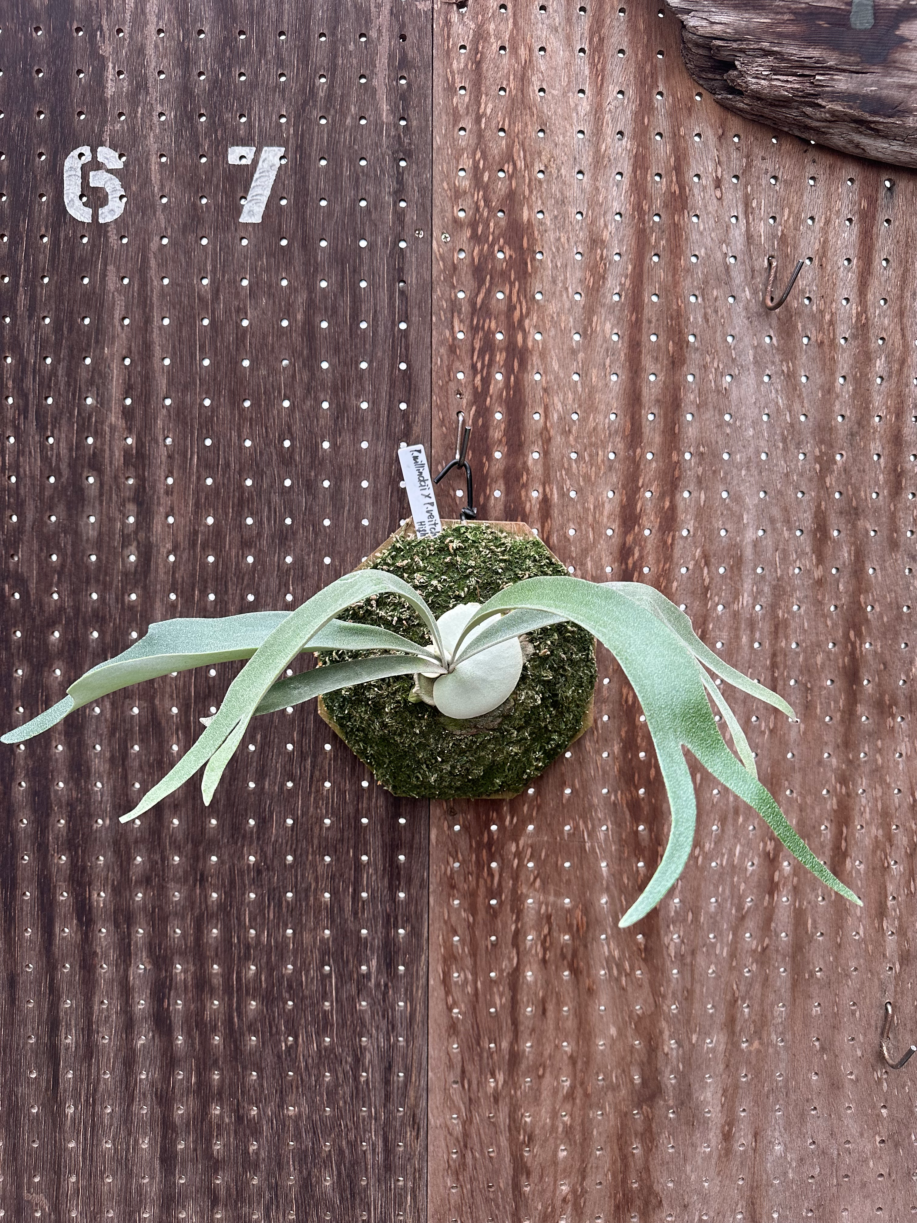 P.willnckii ×P.veitchii high shield Mr.Moy②