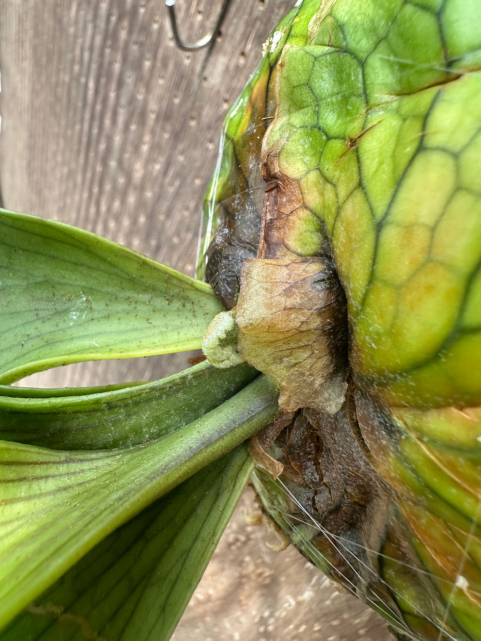 サムネイル： P.coronarium 'Dragon tree' ①