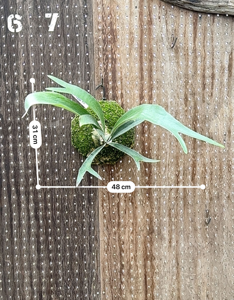 サムネイル： P.'Ubon#2'(P.'Mt.Lewis'×P.bifurcatum)②