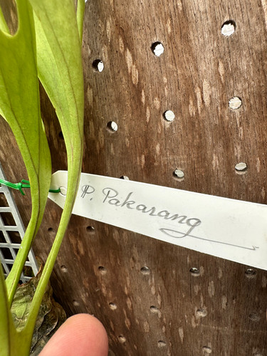 P.ridleyi 'Pakarang' sporeling ③ | groote plantage