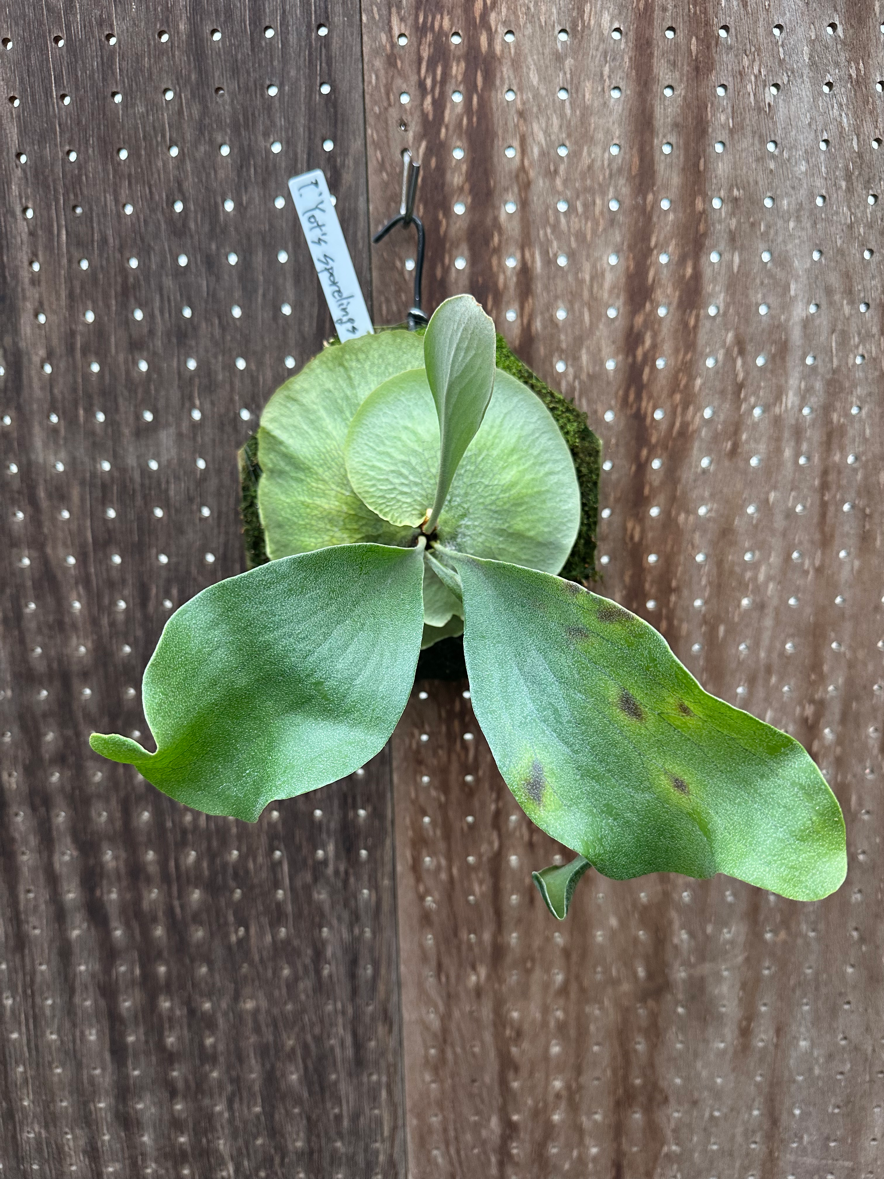 P.hillii'Yot's sporeling #44