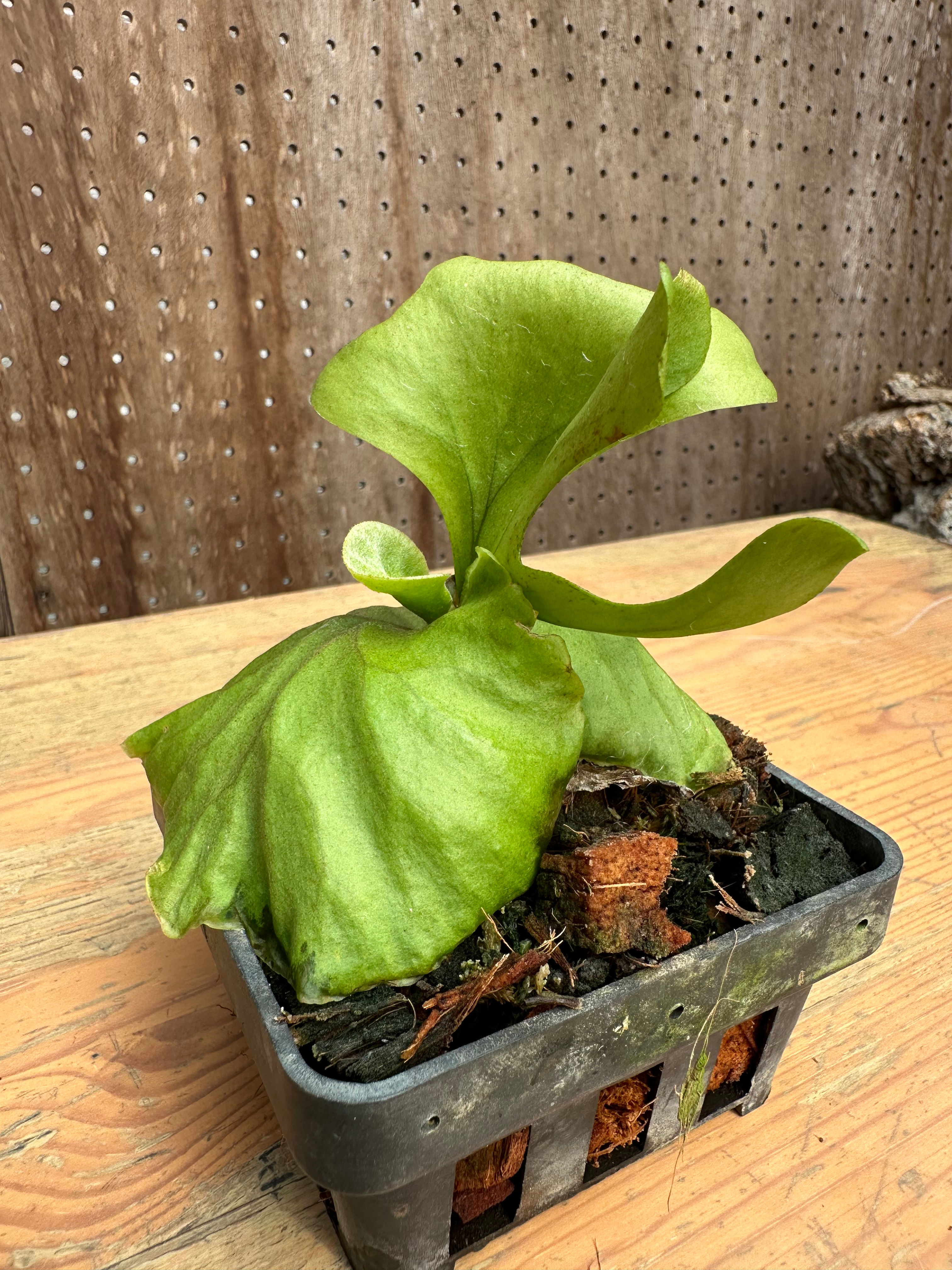 P.ridleyi 'San Flower' sporeling ①