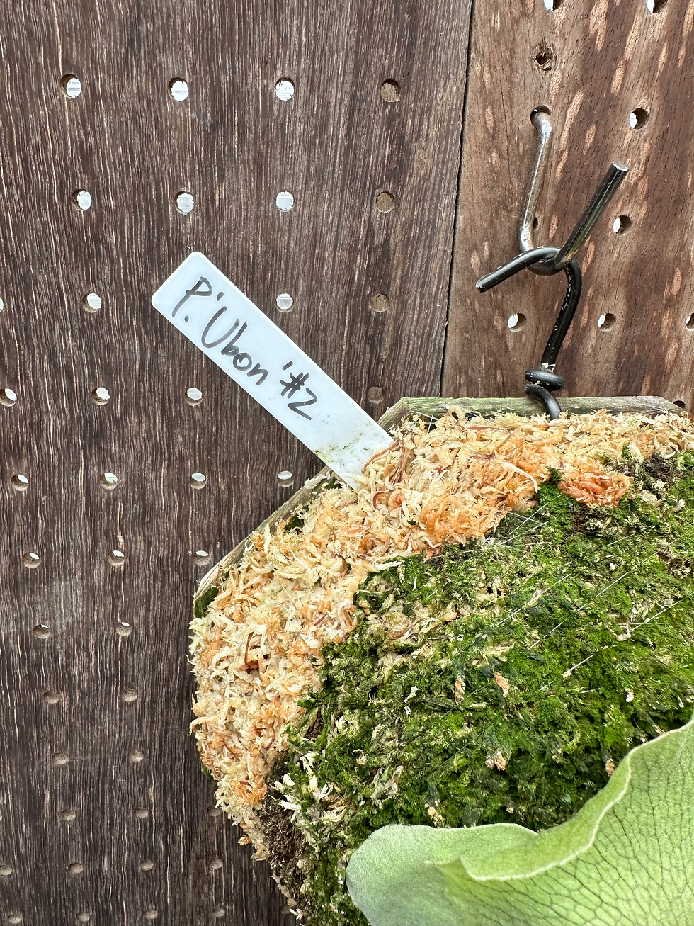サムネイル： P.'Ubon#2'(P.'Mt.Lewis'×P.bifurcatum)③
