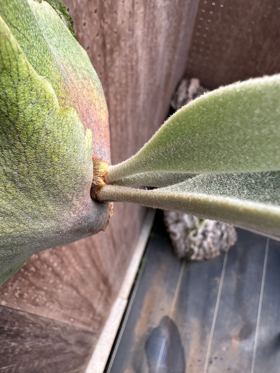 サムネイル： P. 'Chimney smoke' ②