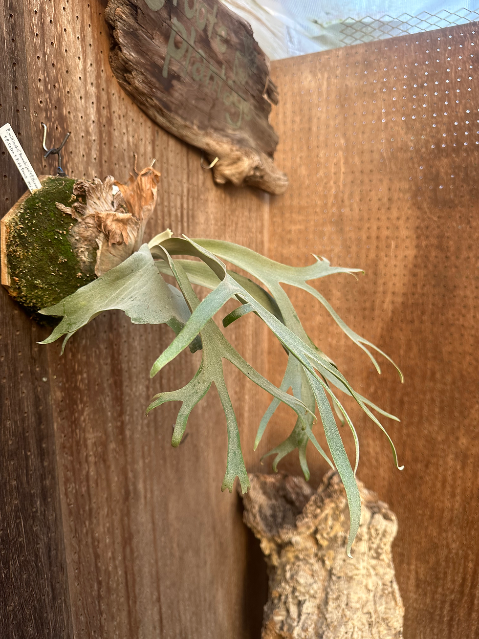 サムネイル： Mixed spore P.willinckii 'Kawah Jen'+ P.'Hakuna Matata'+ P.'Celso' + P.'Ssfoong 