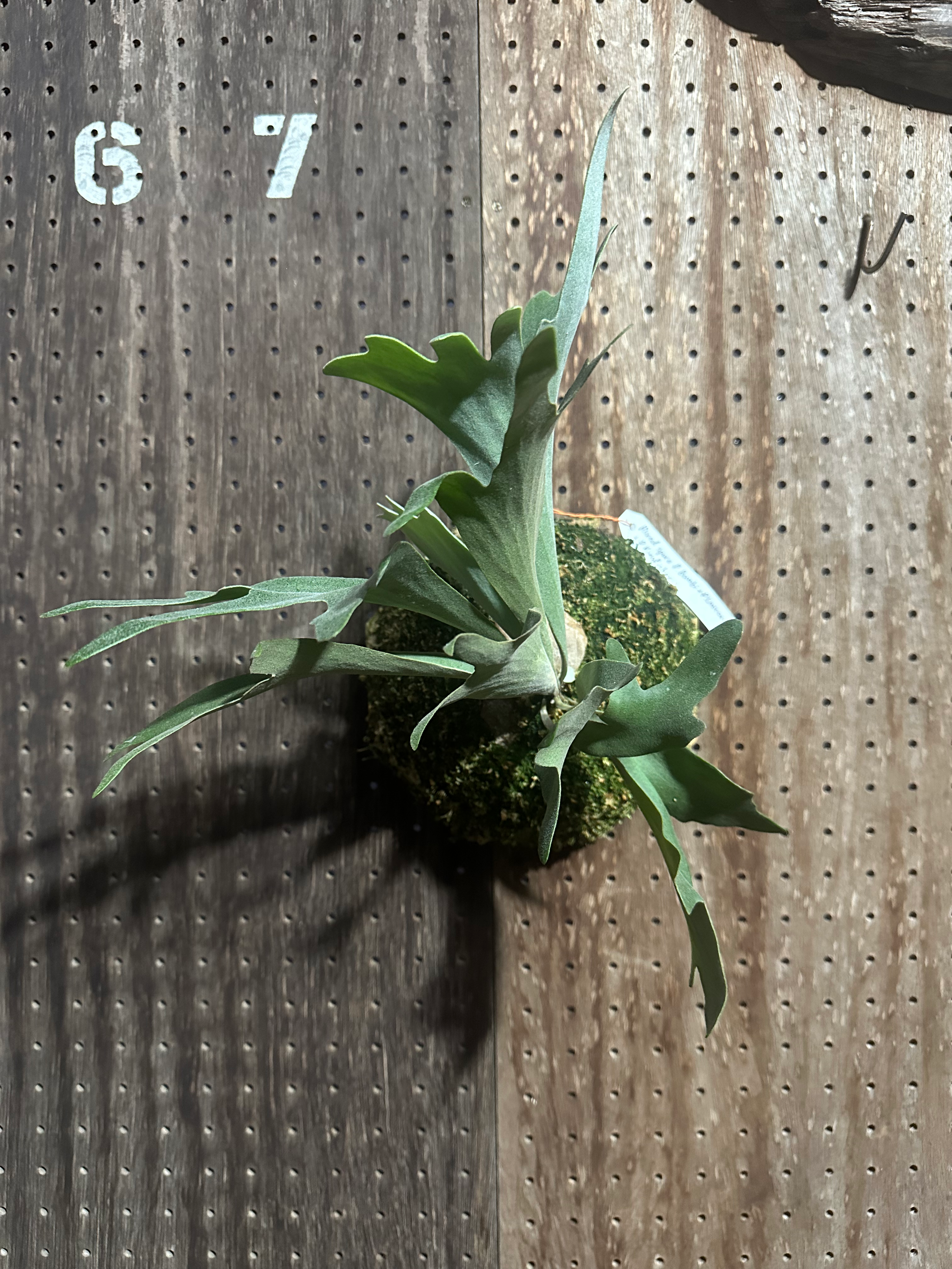 Mixed spore P.'Bambi' + P.'Unicorn' + P.'Kingfisher'①