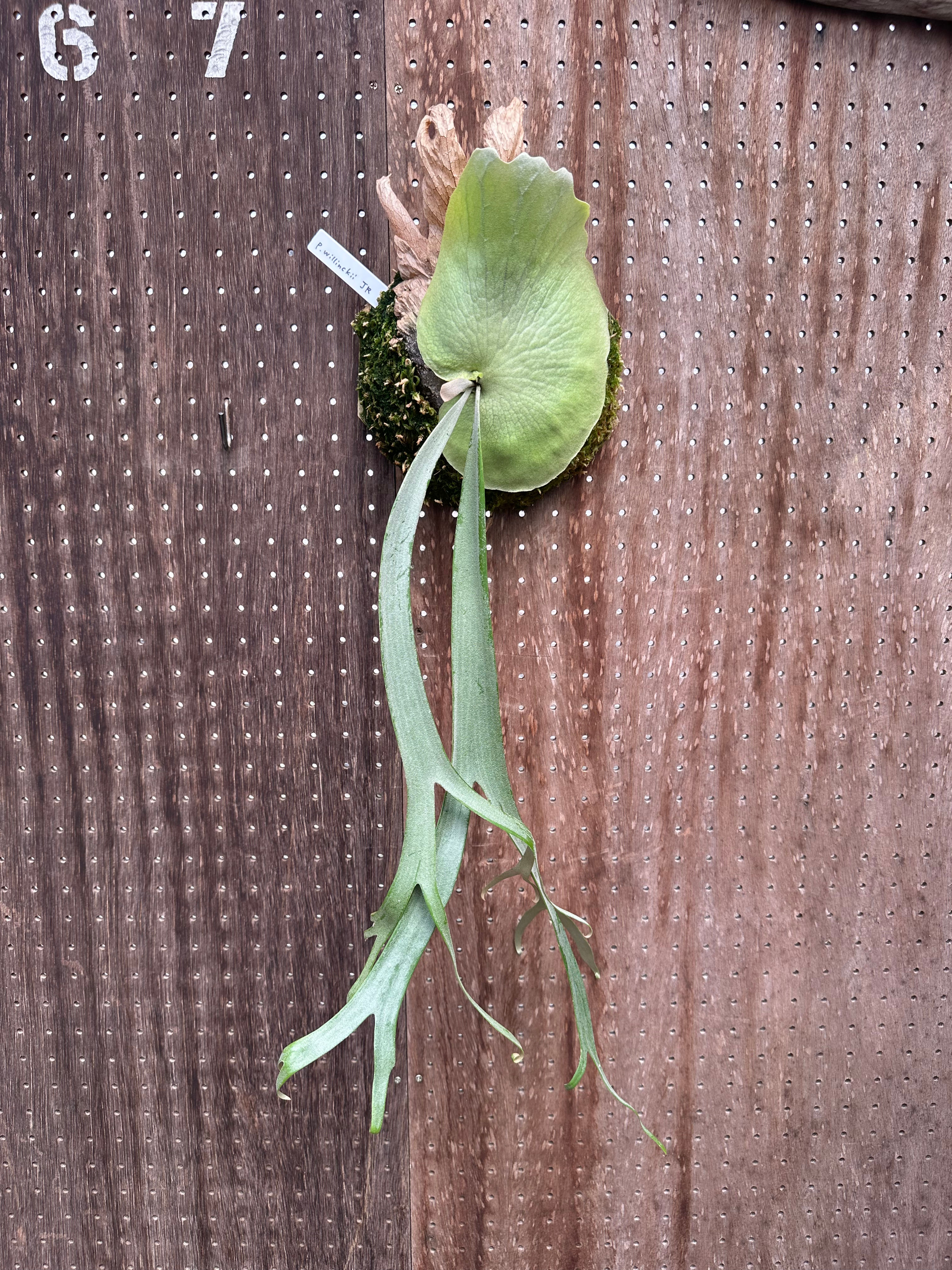 P.willnckii 'JR' ①