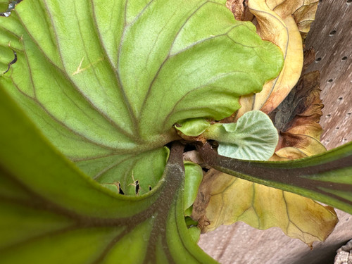 P.ridleyi super wide form | groote plantage