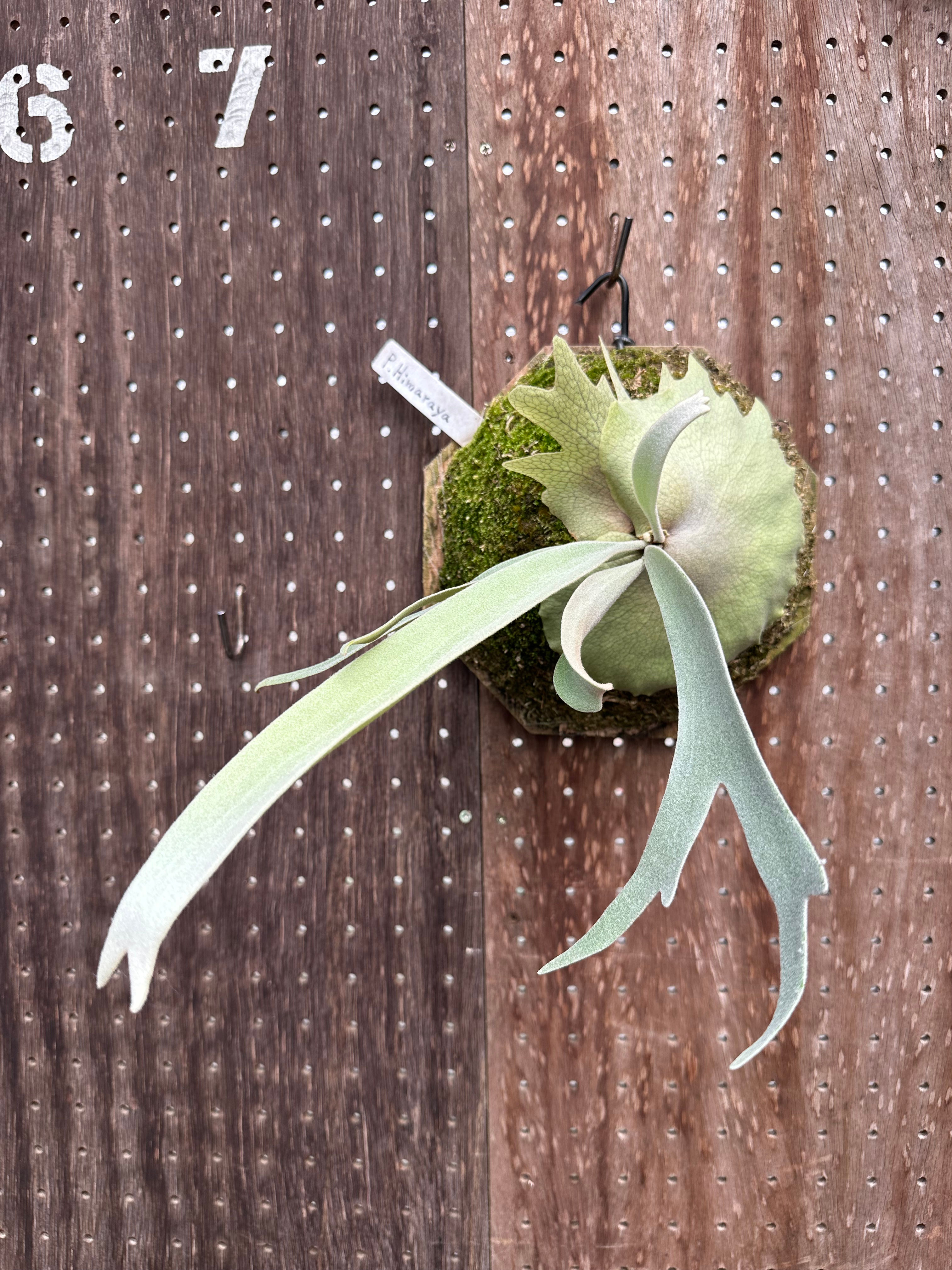 P.'Himaraya' (P.willinckii×P.veitchii silver)