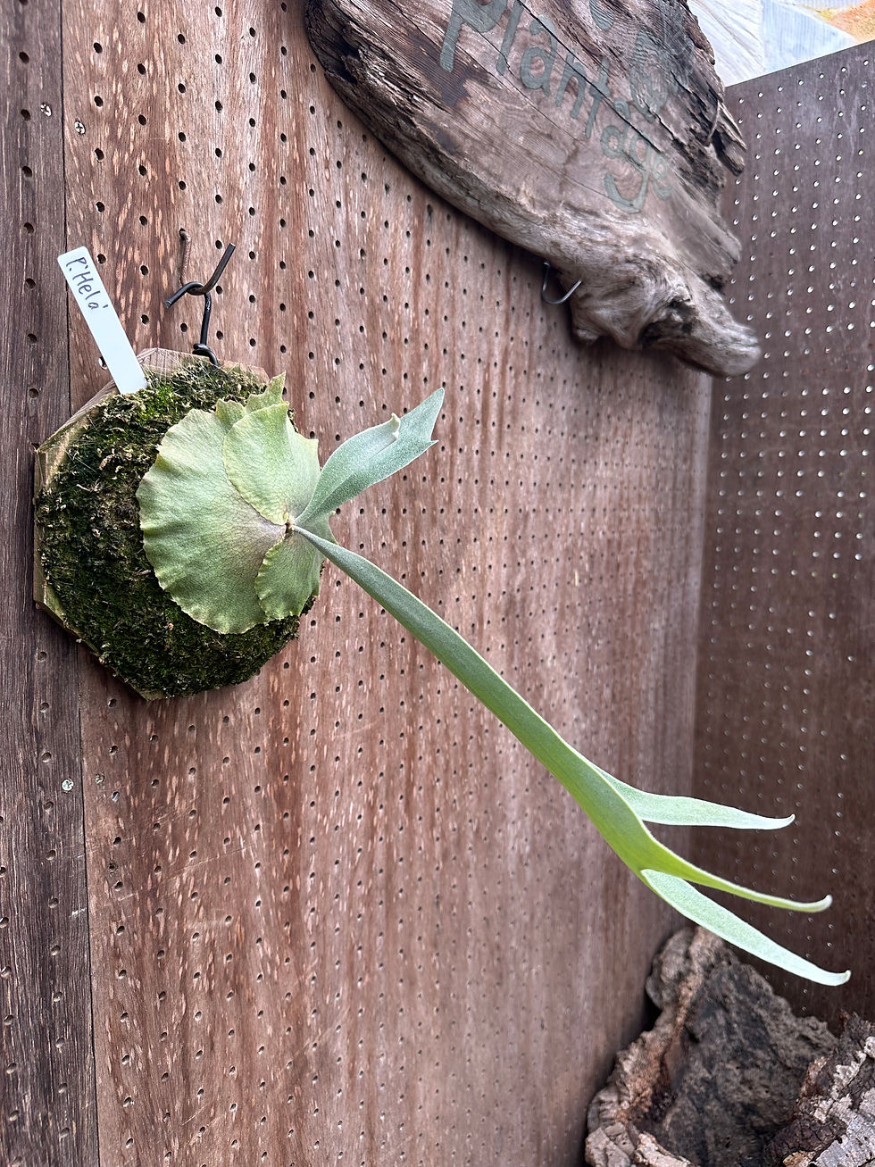 サムネイル： P.'Hela' ②