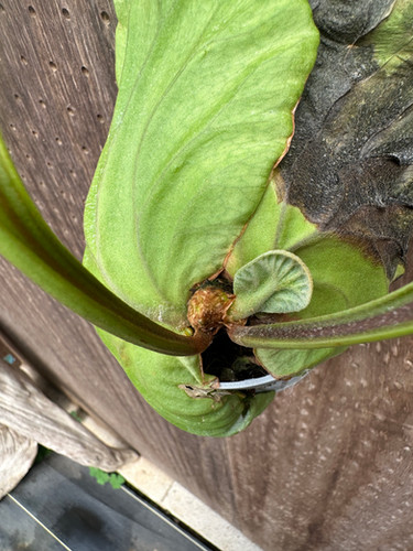 P.ridleyi 'Pakarang' sporeling ③ | groote plantage