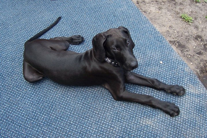 Puppy