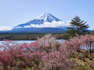 Upgrade Your Sakura Season in Japan