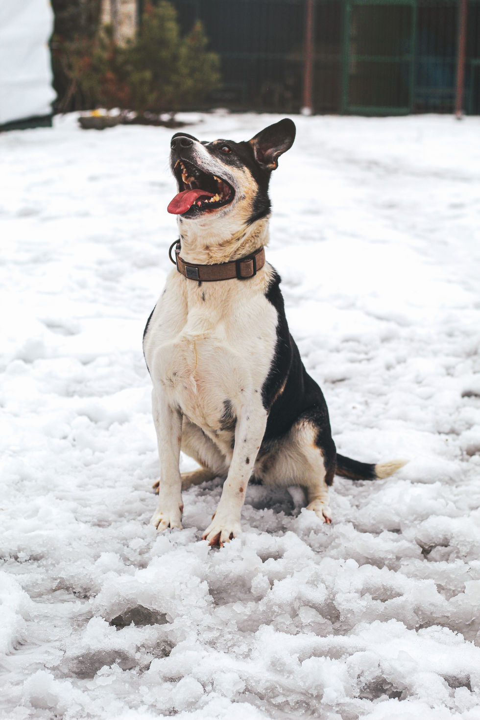 Norbi (adoptowany)