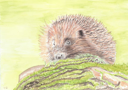 Hedgehog