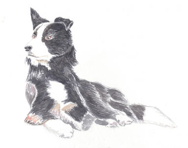 Dog Portrait