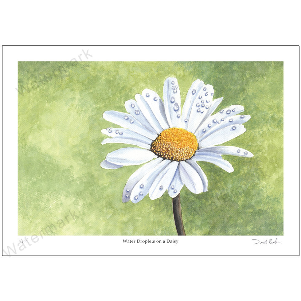 Water Droplets On A Daisy, Print A4 or A3
