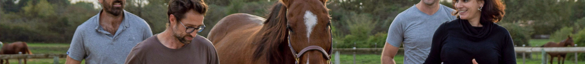 Cheval - Quartz Royal - Team building avec un cheval - Séminaires ou workshop