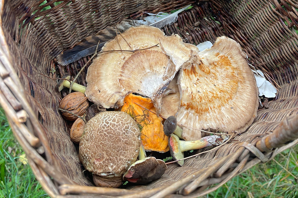 Foraged mushrooms