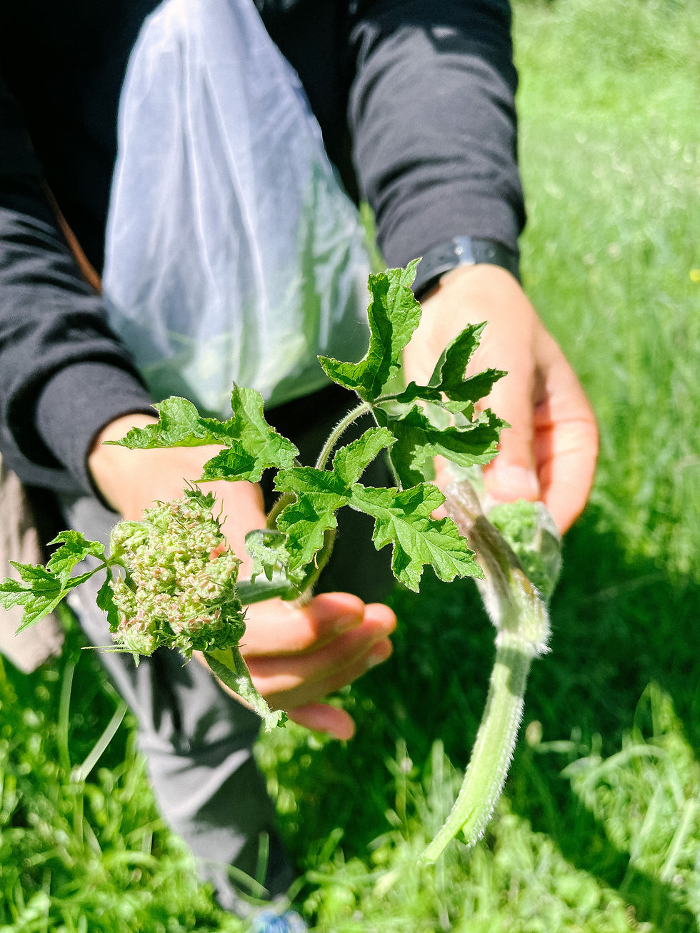 Foraging in South Downs Hampshire