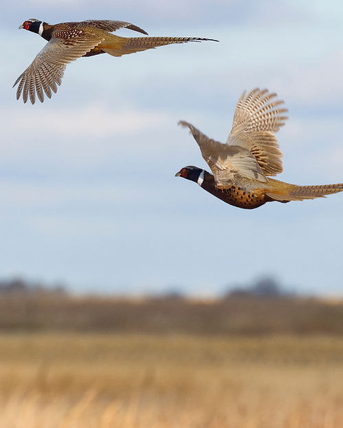 Pheasants flying