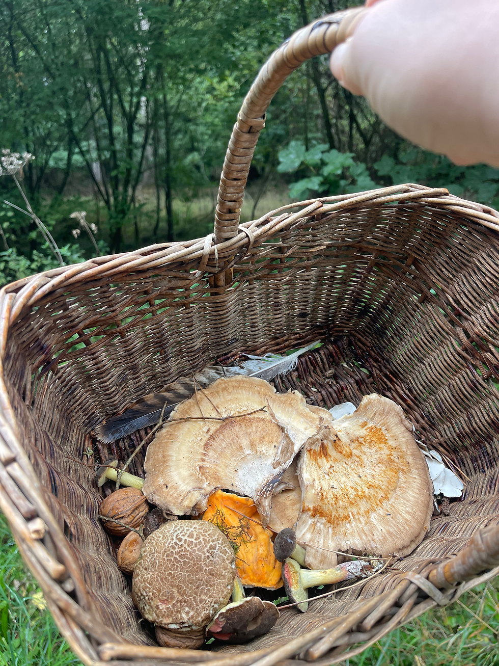 Foraged mushrooms in basket