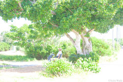 people in an island of a god012