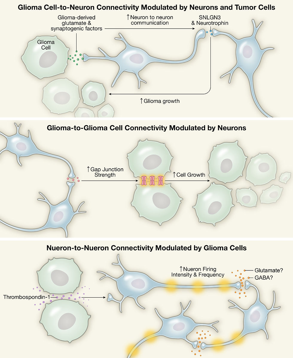 Glioma Cell and Neuron Interactions