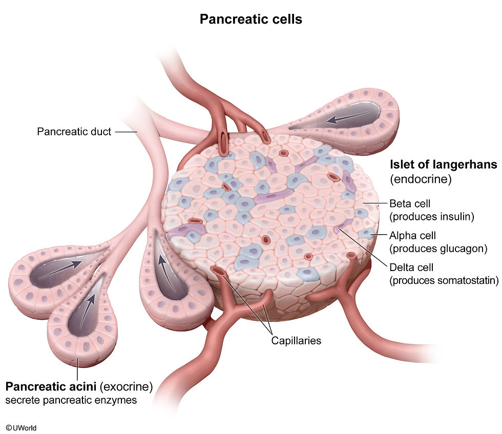 Pancreatic Cells