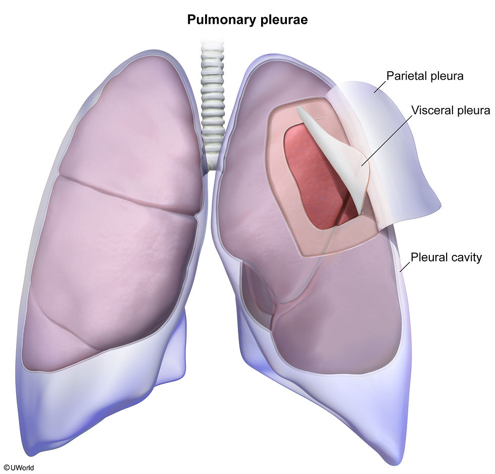 Pulmonary Pleurae
