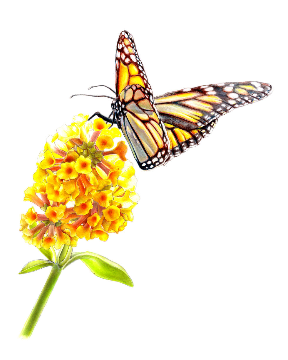 Monarch on Lantana