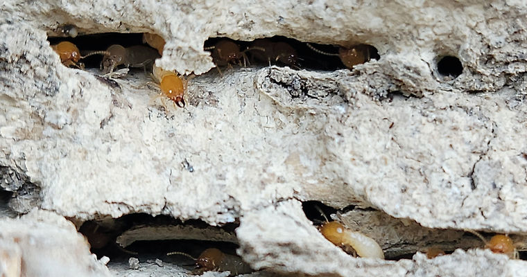 Avocet termite pics misc_edited_edited.jpg