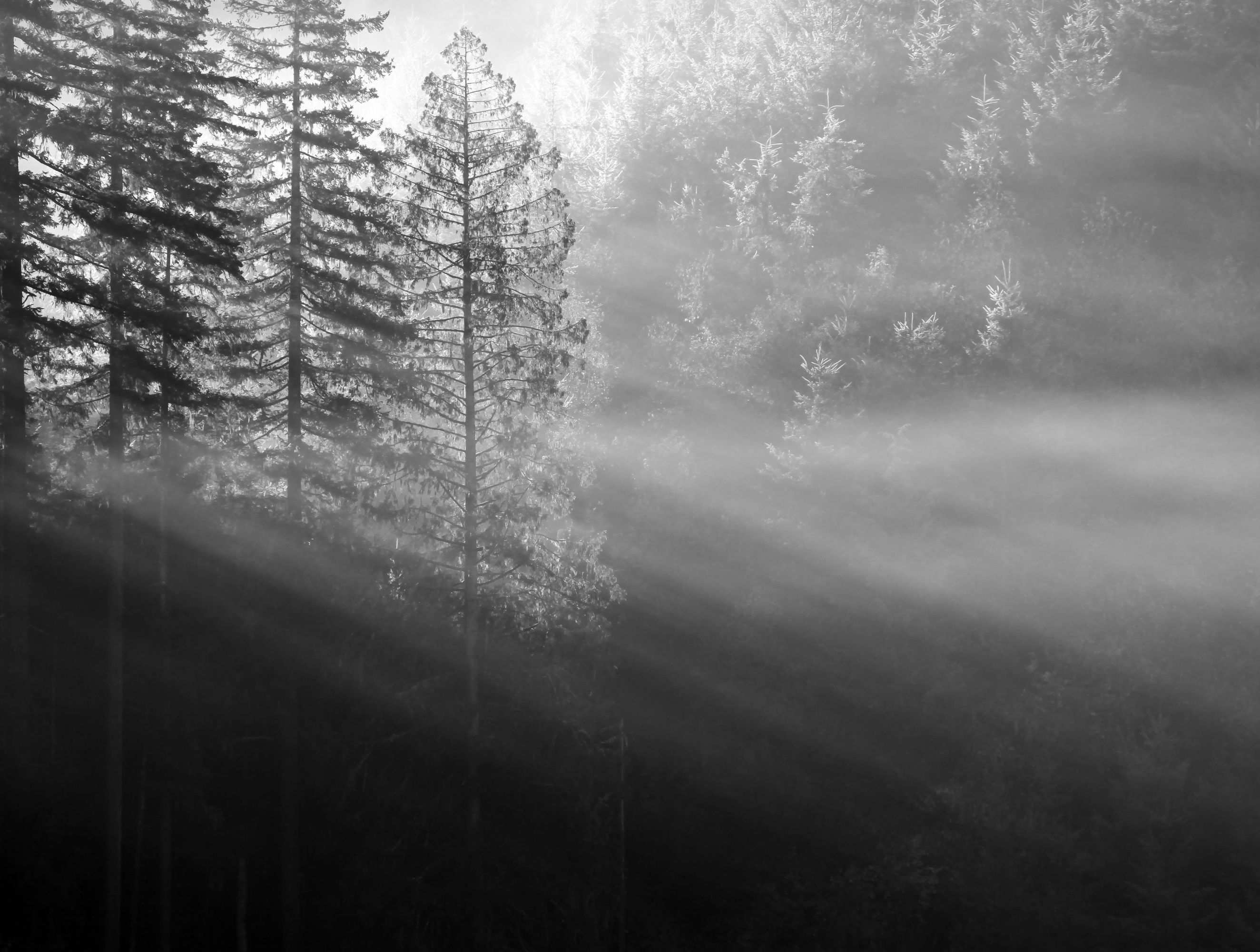 Forest Sunlight Rays