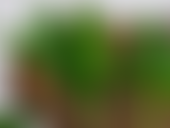 Medvědí česnek: jarní bylinka, která čistí tělo, posiluje imunitu a dodává energii