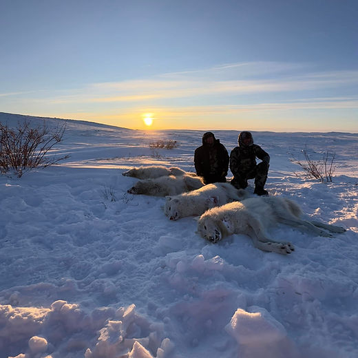 Arctic Wolf-Canada.JPG