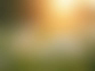 The Fascinating History and Magical Properties of Chamomile: Benefits and Precautions