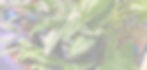 Sapphire Dragon Gardens Plants Background Image