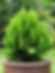 Oriental Arborvitae  Platycladus orientalis  100 Seeds