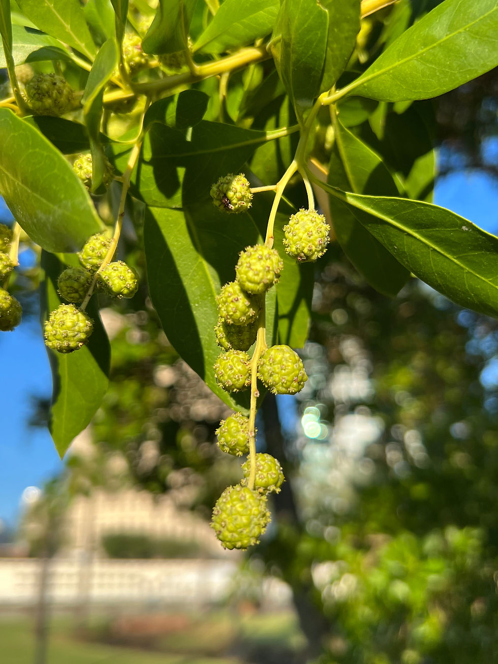 Thumbnail: Green Buttonwood Conocarpus erectus 100 Seeds