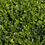 Thumbnail: Common Boxwood Buxus sempervirens 100 Seeds