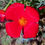 Thumbnail: Red California Poppy  100 Seeds  Eschscholzia californica