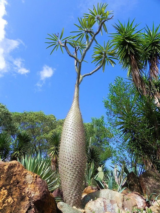 Madagascar Palm Pachypodium lamerei 10 Seeds USA Company