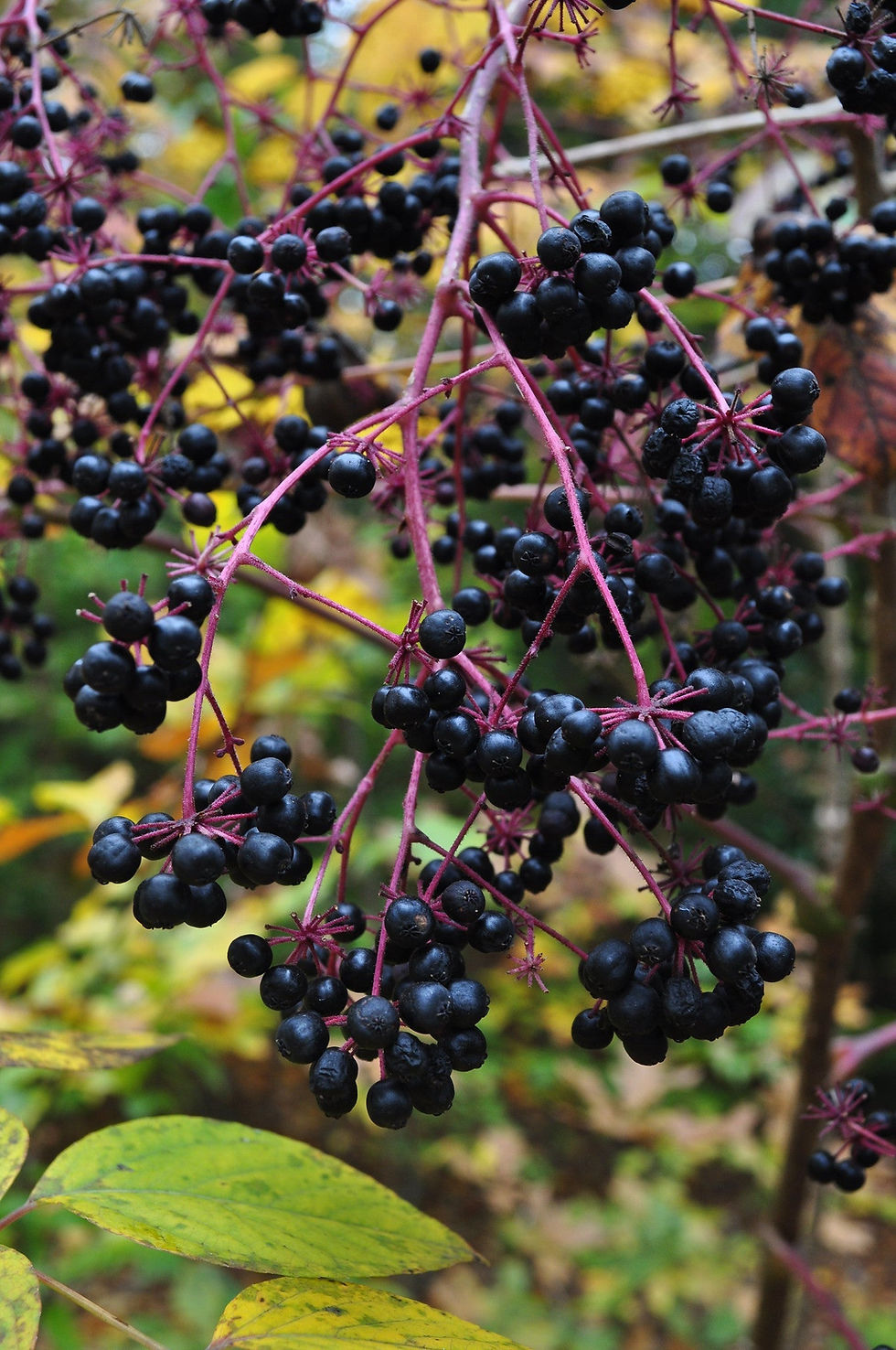 Thumbnail: Devil's Walking Stick  Aralia Spinosa  100 Seeds
