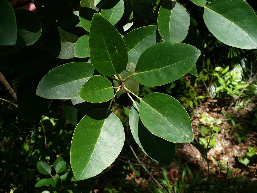 Thumbnail: Hong Kong Rose Tree  50 Seeds  Rhodoleia championii