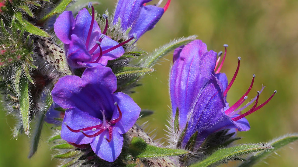 Thumbnail: Viper's Bugloss  Echium vulgare  100 Seeds